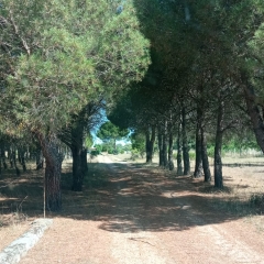 Foto de Arantxa C., Canguros y niñeras baratos en Carbajosa de la Sagrada